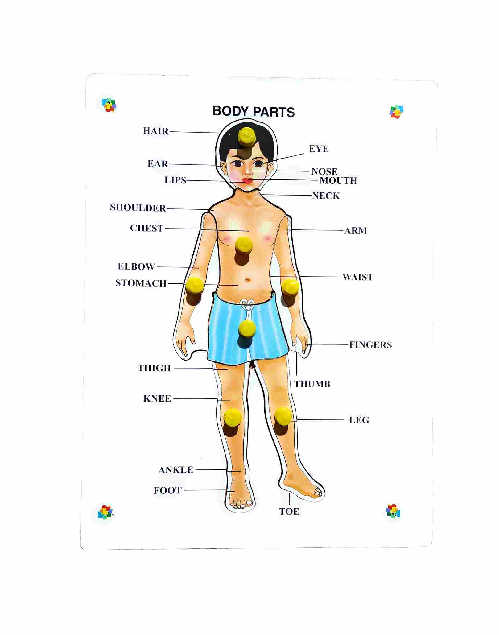 Eduway Wooden Human Body Parts Puzzle Games and Learning Educational ...